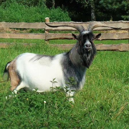 Wiejski Dom Feriegård Resko