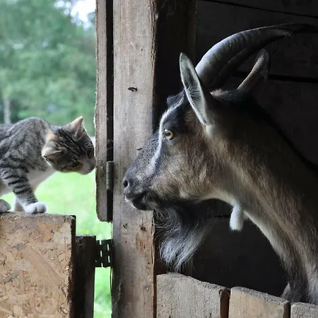 Feriegård Wiejski Dom Resko
