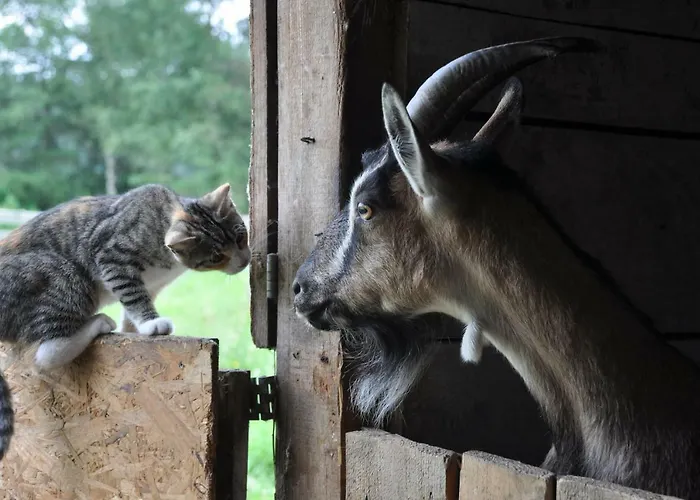 Lantgård Wiejski Dom Resko